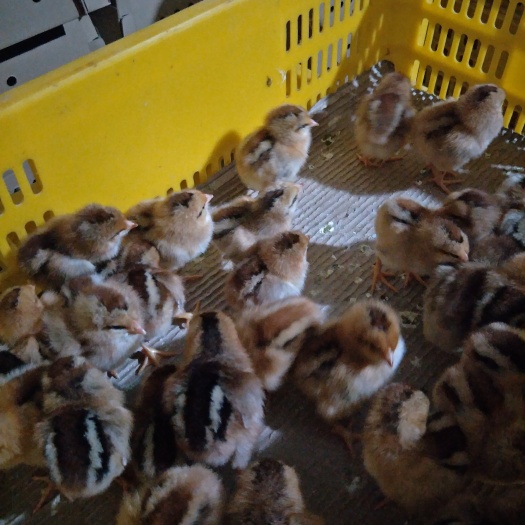昆明麻鸡苗 出壳鸡苗 1日龄 公母混合 肉鸡苗