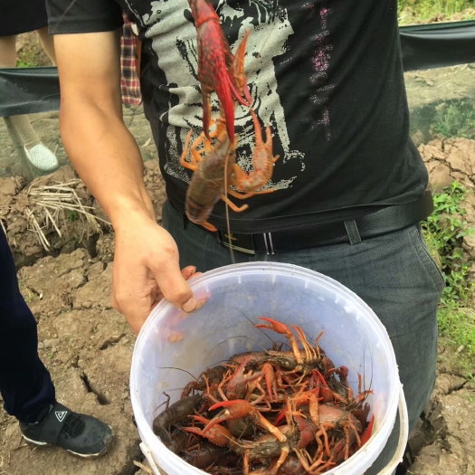 威远县清水小龙虾 塘虾 7-9钱 