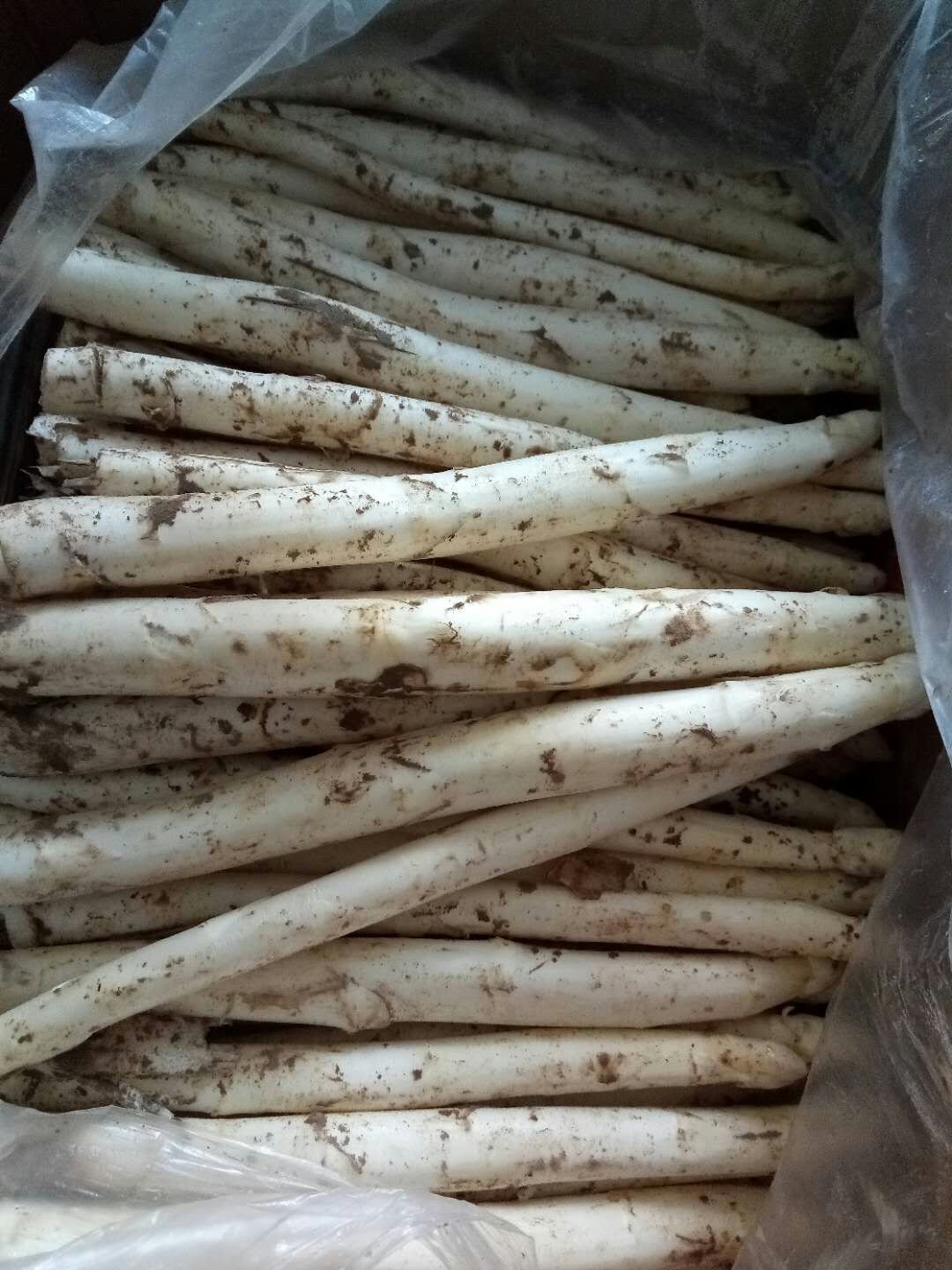 济南白芦笋 20cm以上 7mm以上
