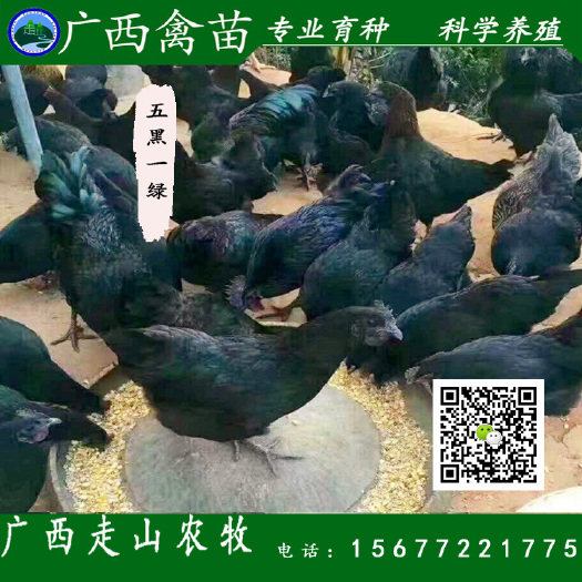 柳州 高产五黑一绿蛋鸡苗 绿壳蛋鸡 产蛋鸡 蛋肉两用型土鸡
