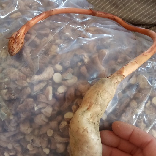 南召县天麻