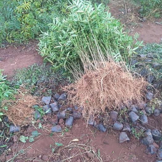 安宁市九叶青花椒苗  九叶青花椒裸根苗，永青一号花椒地苗，藤椒裸根苗