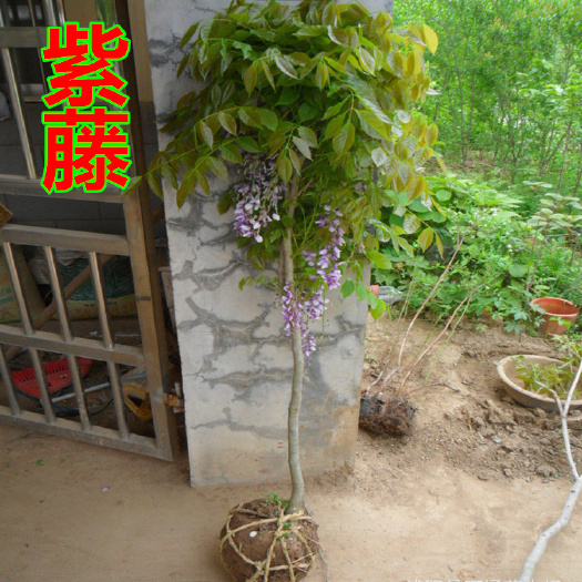 重瓣紫藤  现挖现卖，当天发货