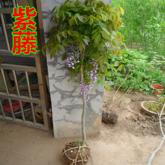沭阳县重瓣紫藤  现挖现卖，当天发货