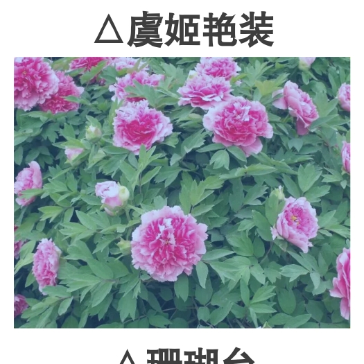 洛阳洛阳红 0.5~1米 2cm以下 4cm以下