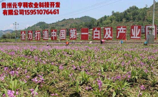 正安县紫花白芨苗。白芨苗 紫花三叉大白芨3年苗。