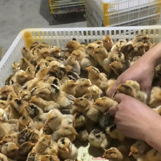 乐至县淮南王土鸡苗 统货