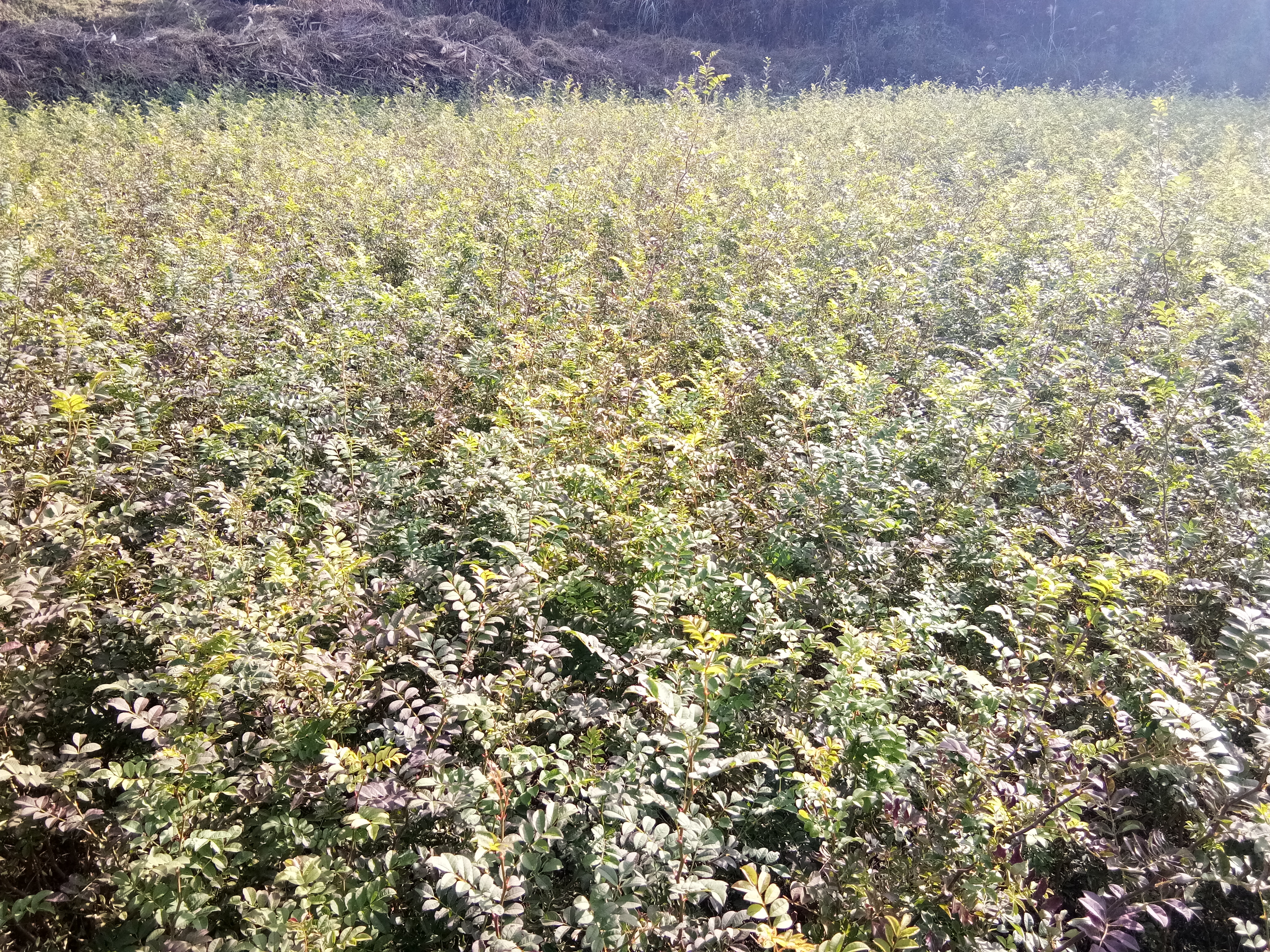 刺梨苗 0.5米以下