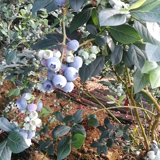 泰安奥尼尔，钱德勒，莱克西组培蓝莓苗，提供种植技术