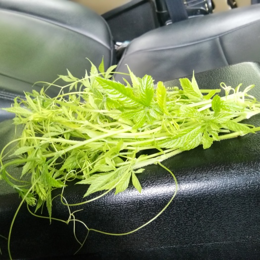 峨边县胶股篮龙须茶 特级 罐装