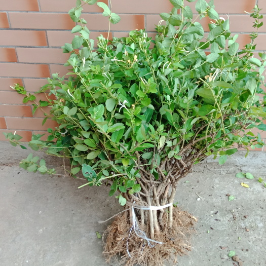 万年县四季金银花 40~50公分