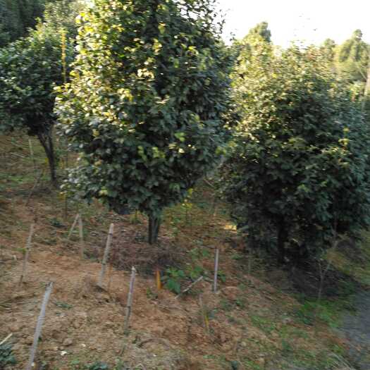 霍山县山茶花 80~100cm