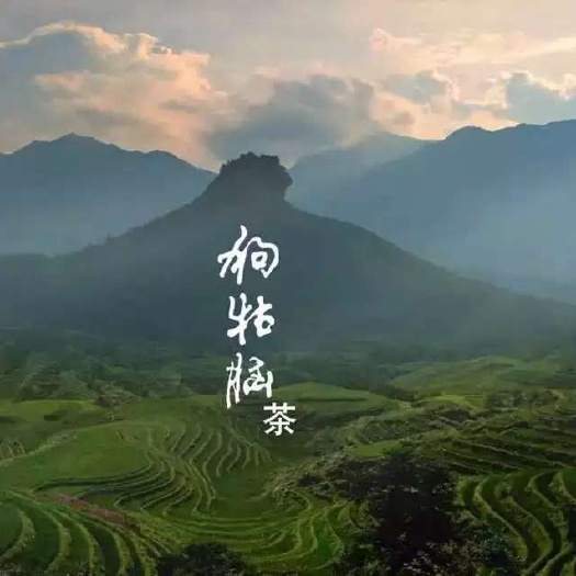遂川县 喝狗牯脑茶，让心灵去旅行。
