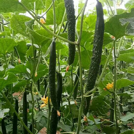兰陵县精品密刺黄瓜，基地货源，产地直销，商超供应