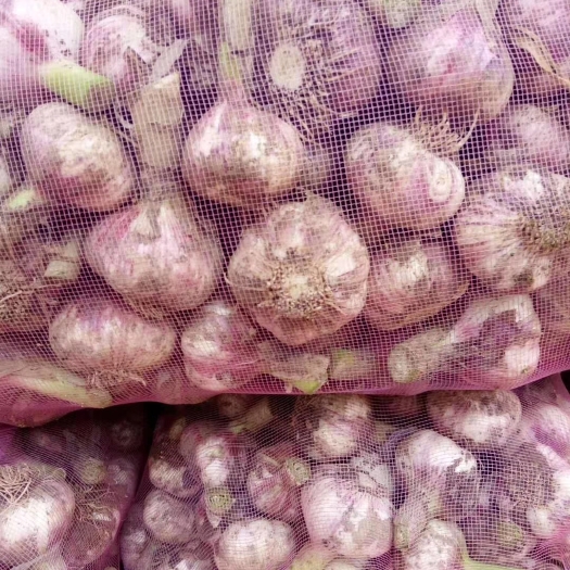 冠县杂交大蒜 混级统货 多瓣蒜 