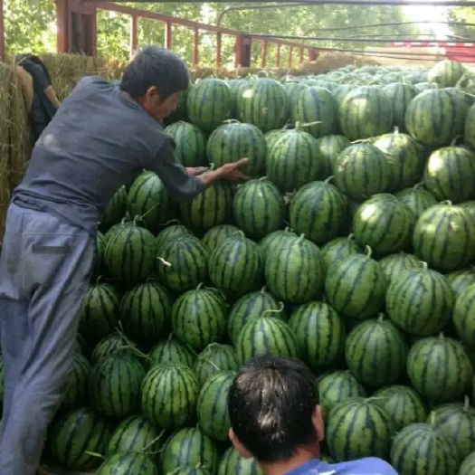 大棚西瓜  山东泗水大棚甜王西瓜  全国发货 欢迎洽谈