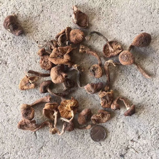 绥芬河市榛蘑