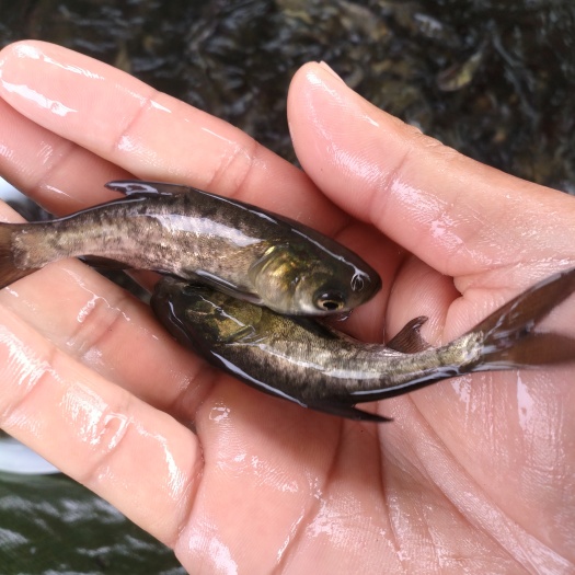 广州雄鱼苗 广州汇海水产渔场直供花鲢鱼苗 大头鱼苗 鳙鱼苗
