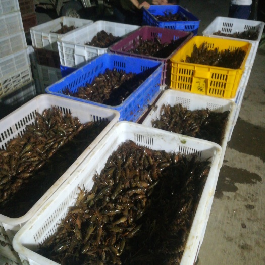 洪湖市小龙虾苗