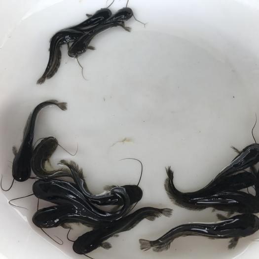 广州大口鲶鱼苗 南方大口鲶鱼苗 杂交大口鲶快大种 提供养殖技术