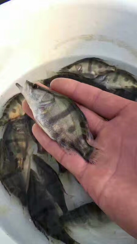 沭阳县桂鱼苗 统货