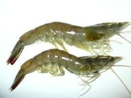 连云港对虾苗南美白对虾苗
