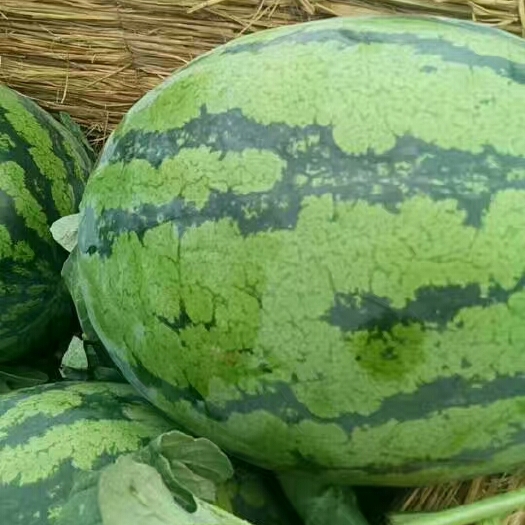 沂水县精品山东甜王西瓜 ，保质保量