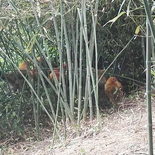 南京土鸡  18个月的老母鸡