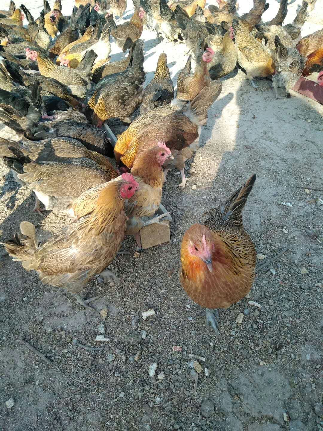 泊頭市常年供應受精率高的青腳土雞種蛋
