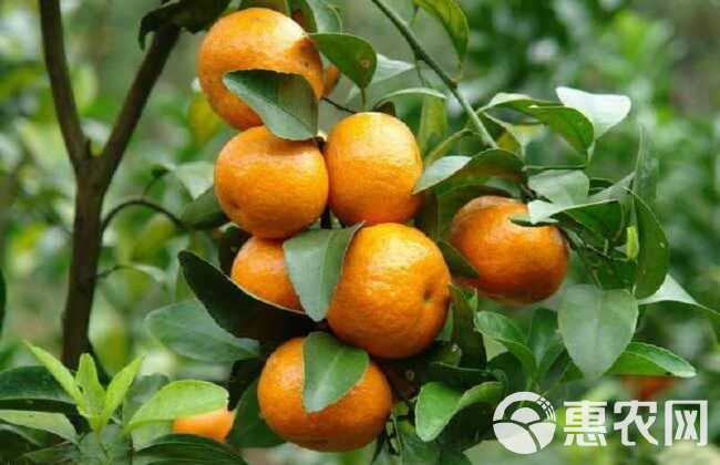 柑橘种子   红桔种子枸橘种子香橙种子红橘种子枳壳种子臭橘香