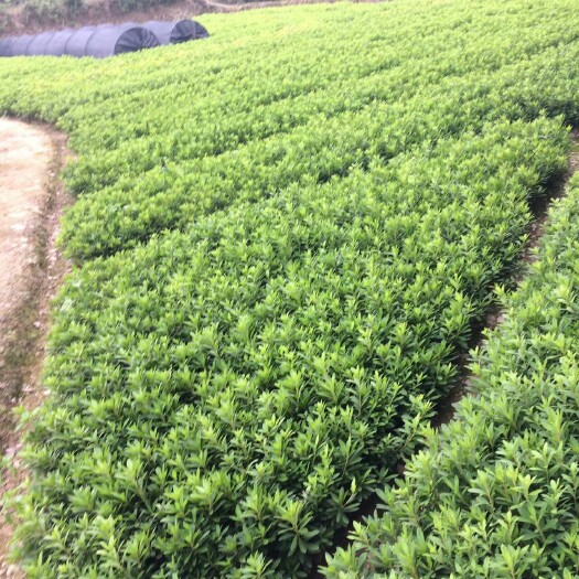 浏阳市杜鹃小苗 0.5米以下