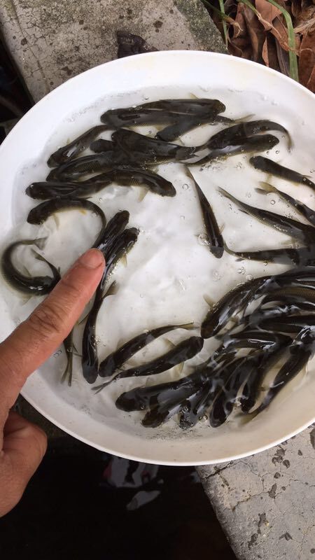 广州草鱼苗 ，金丝草鱼