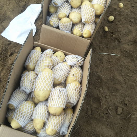 荷兰15  滕州市三膜土豆大量上市，货量大，农户卖货积极，个头大，薯行好