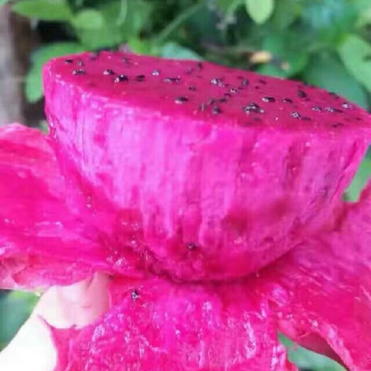 灵山县红皮红肉火龙果苗 