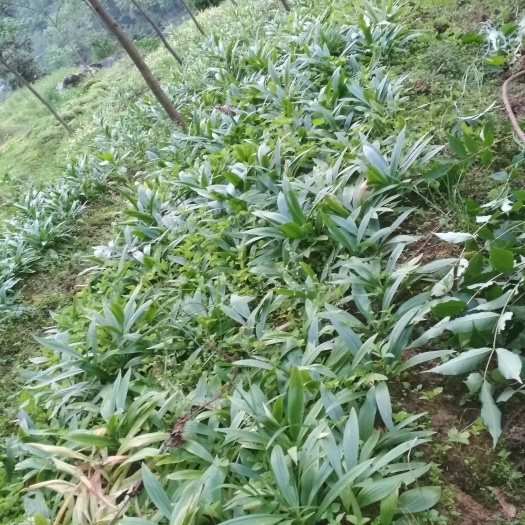 咸丰县川贝母
