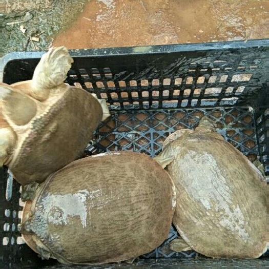扶绥县珍珠鳖