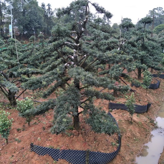 浏阳市造型罗汉松