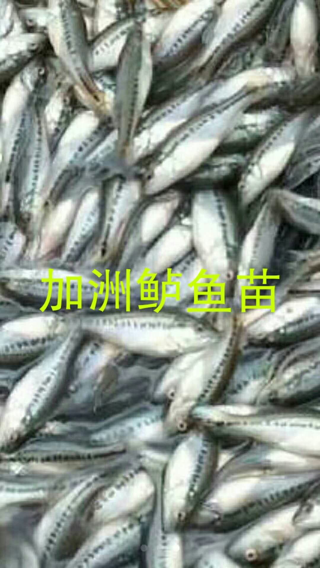 加州鲈鱼 人工养殖 0.5公斤以下 