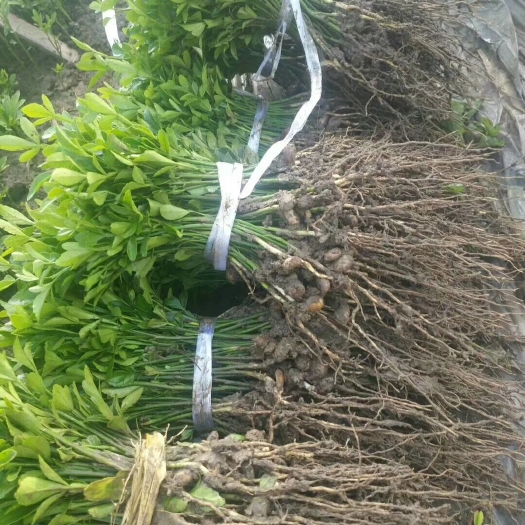 简阳市枳壳苗 移栽苗 0.2米以下