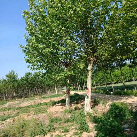 菏泽法国桐树