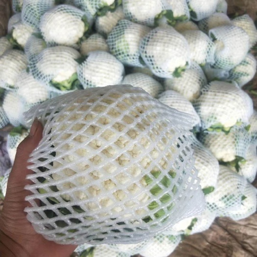 邯郸白花菜花 紧密 1~2斤 乳白色