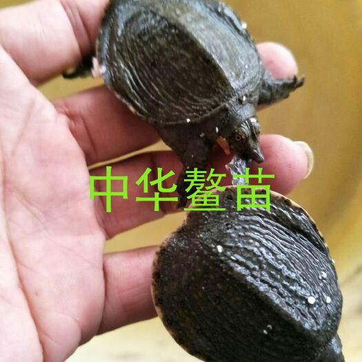 广州中华鳖苗 
