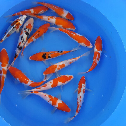 重庆市锦鲤鱼苗