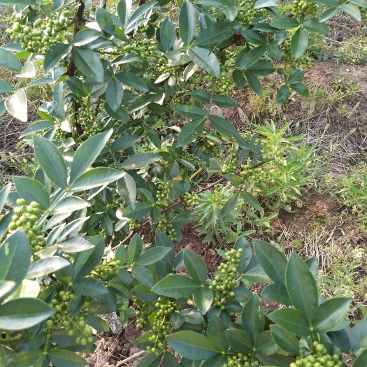 平昌县青花椒 干花椒 一级 