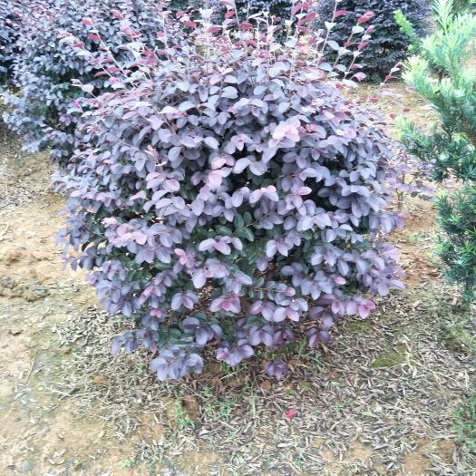 浏阳市红花继木球