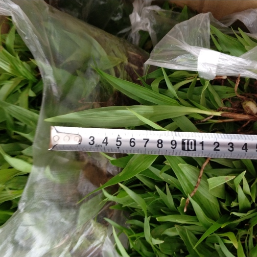 东至县白芨苗