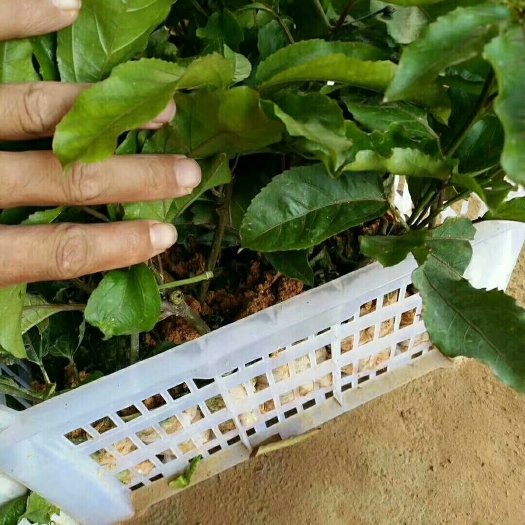 灵山县黄金百香果苗