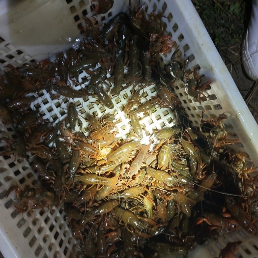 潜山市小龙虾