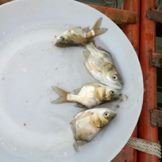 清远 缩骨大头鱼苗批发，鳙鱼苗供应