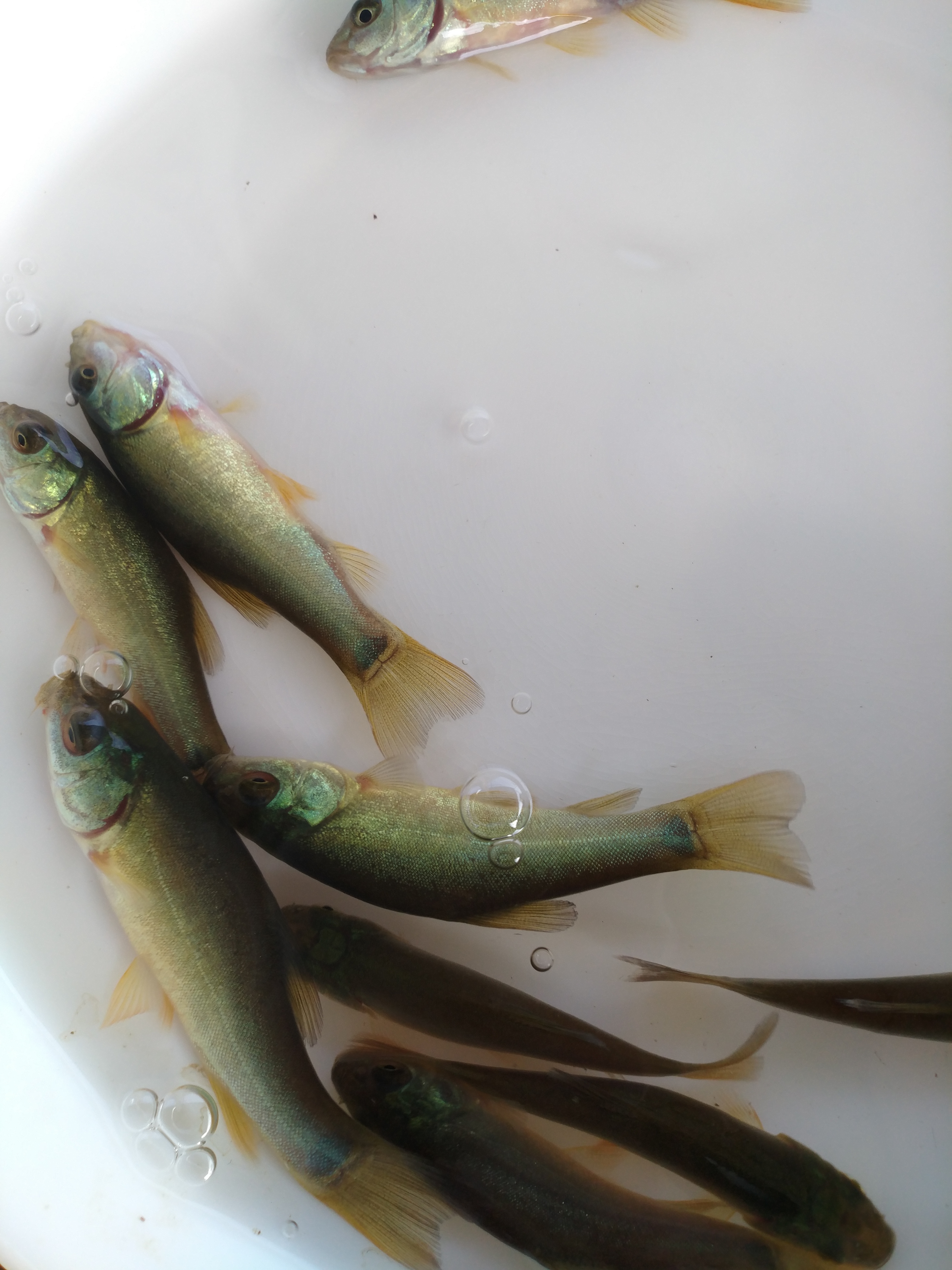  广州汇海水产渔场直供 丁桂鱼苗 丁贵鱼苗 丁岁鱼苗